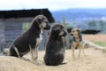 Family dogs live and playing in sand Ã¢â¬â¹Ã¢â¬â¹mound , dog live semi wild in the outback forest part 2 Royalty Free Stock Photo